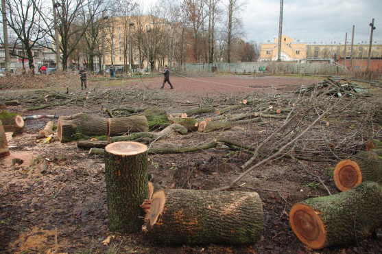 Ради нового жилого дома вырубают 80 деревьев на Выборгской - «Свежие новости строительства»