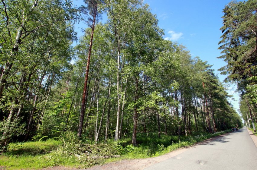 Лес вдоль улицы Танкистов в Солнечном вырубят под жилой комплекс - «Свежие новости строительства»