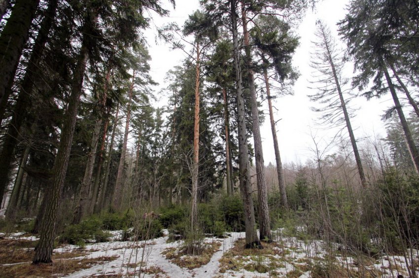 В лесу возле дачи Габерцетеля в Комарове могут построить отель - «Свежие новости строительства»