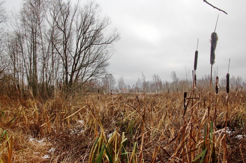 Болото возле Шуваловки в Петергофе застроят торговым комплексом - «Свежие новости строительства»