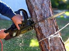 Дачникам объяснили, когда за деревья на участке могут оштрафовать - «Дайджест»