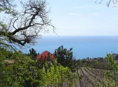 Иностранцы отказались от 500 участков в Крыму после запрета на владение - «Новости регионов»