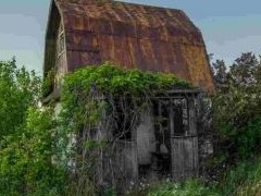 Как начать пользоваться брошенным дачным участком - «Дайджест»