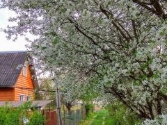 Пора арендовать дачу: сезон разгорается - «Дайджест»