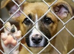 Приюты для животных: о правах и правилах - «Дайджест»