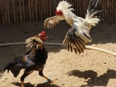 Соседские войны: как решить споры на даче - «Дайджест»