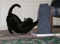 За что выселят из съемной квартиры: рантье назвали главные причины - «Дайджест»