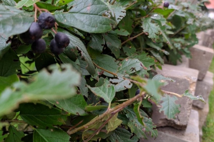 Что такое сити-ферма? Нужны ли россиянам дома с огородами в подъезде - «Недвижимость»