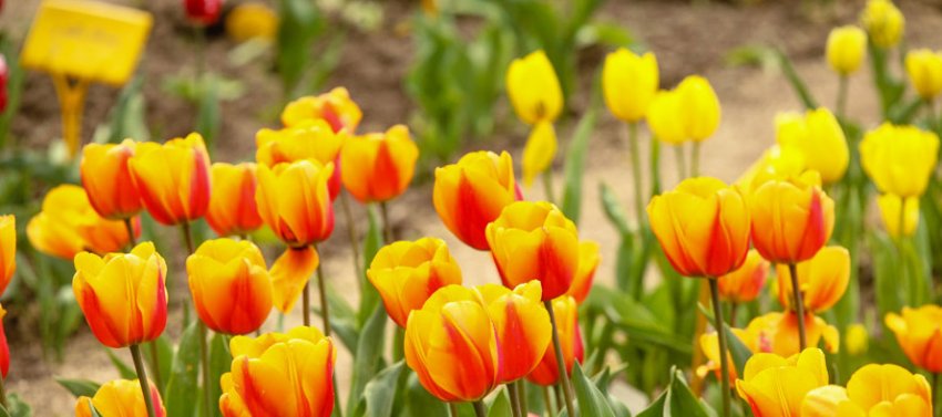 Бегом обновлять Instagram! В ботаническом вовсю цветут прекрасные тюльпаны - «Свежие новости строительства»