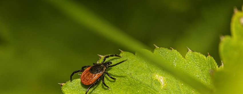 Энтомолог рассказала, в каких зонах Минска чаще всего обитают клещи и что делать после укуса - «Свежие новости строительства»